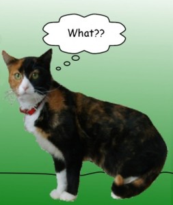 Calico cat on green background 